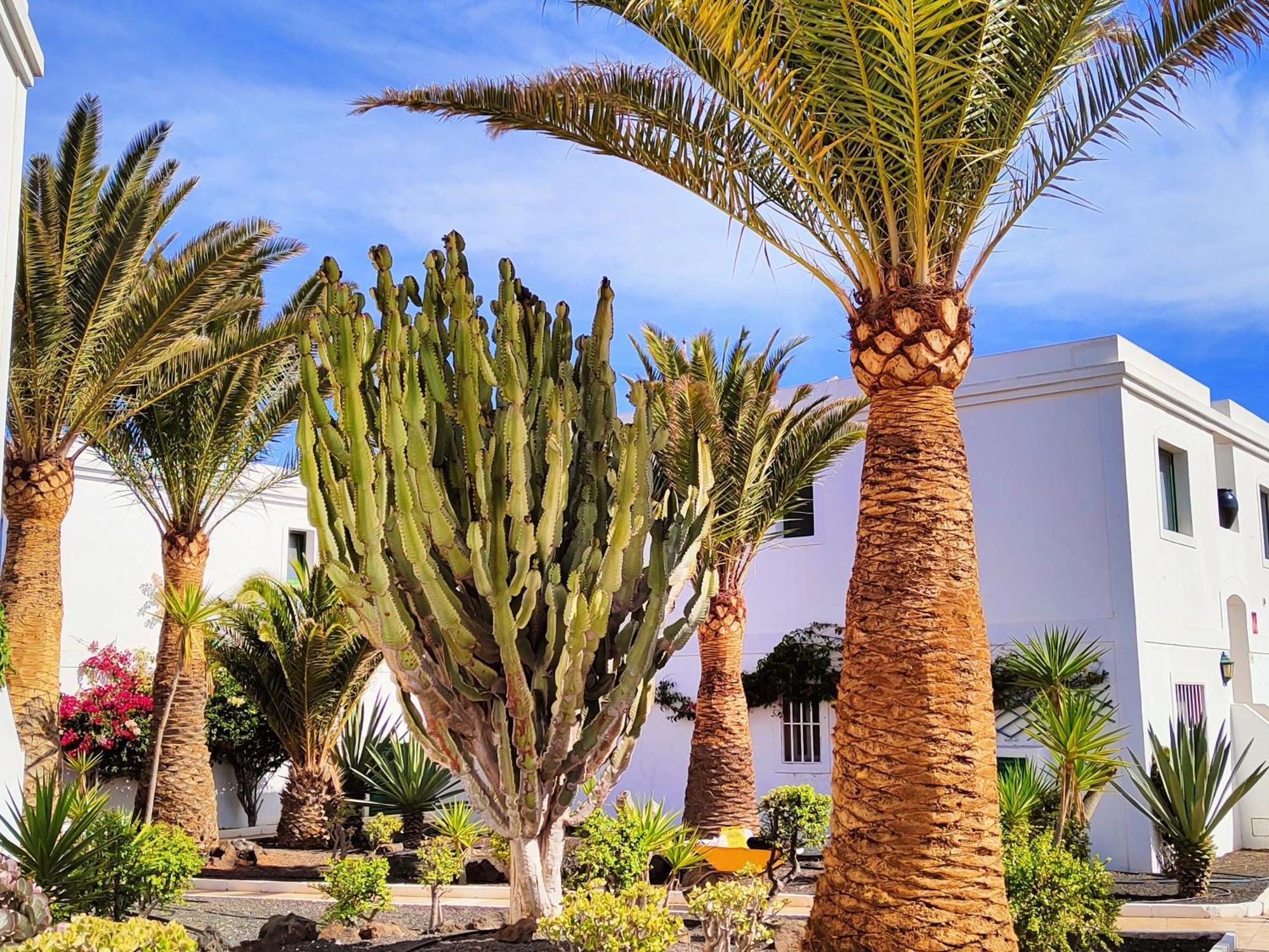Flor De Las Dunas Pools Wifi Tennis Bikes For Free Corralejo Buitenkant foto